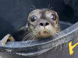 In paar weken ruim zestig dode zeehonden op Wadden aangetroffen