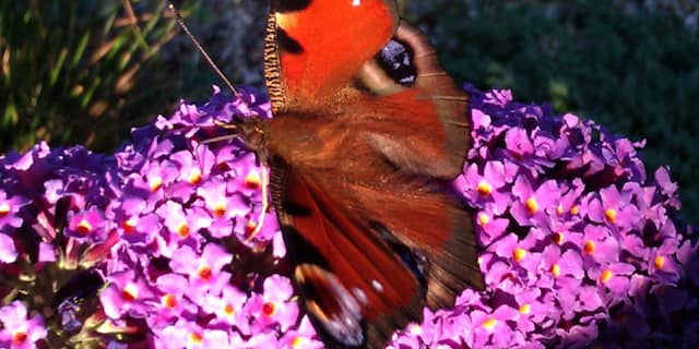 Dagpauwoog op vlinderstruik Apeldoorn