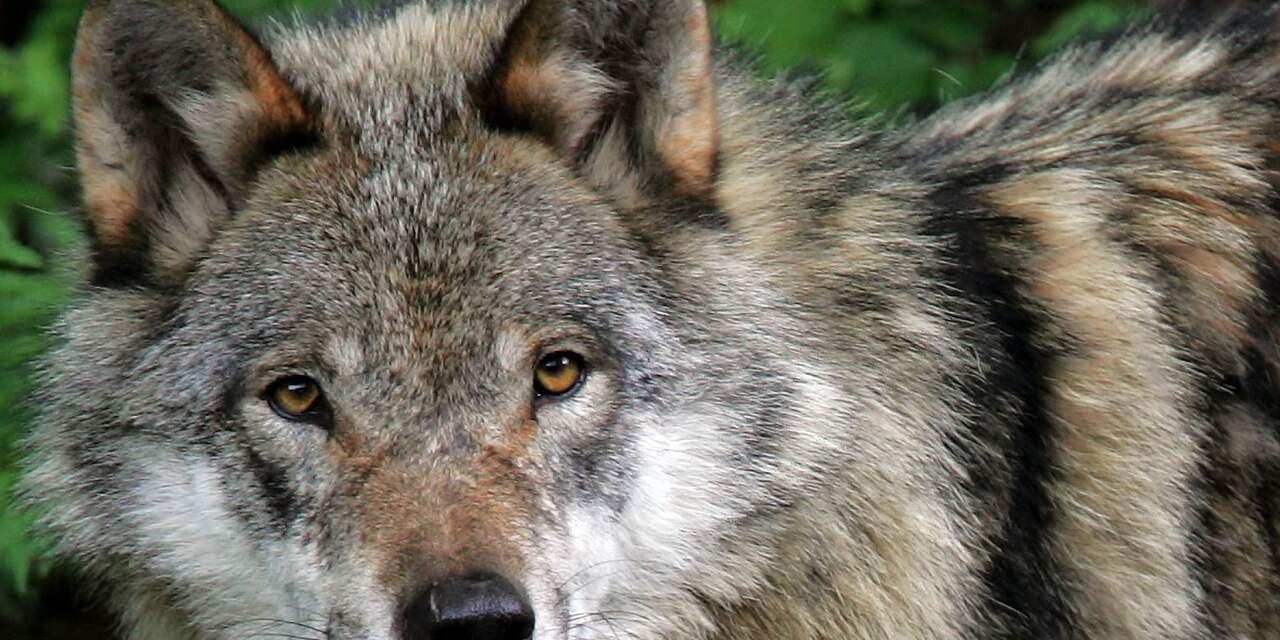 Provincies vergoeden door wolven veroorzaakte schade tot 2022