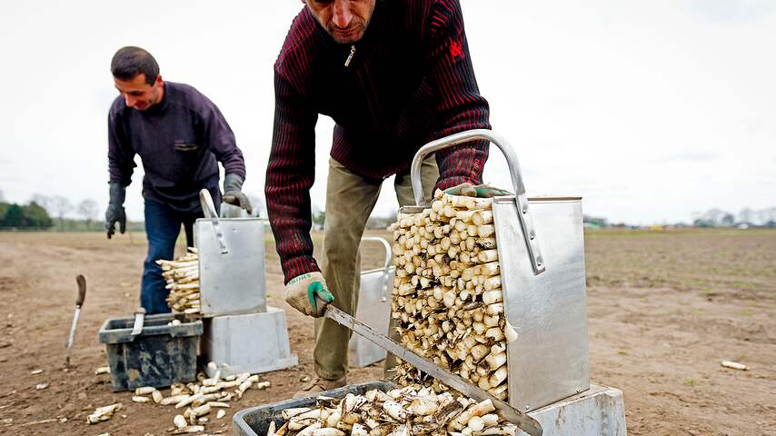 asperges tuinbouw arbeidsmigranten polen werk