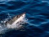 'Haaien sterven uit door overbevissing'