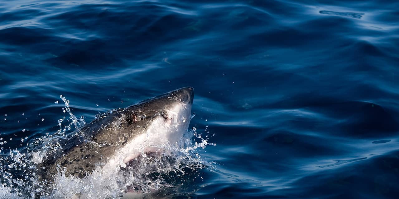 Witte haai doodt Nieuw-Zeelandse zwemmer
