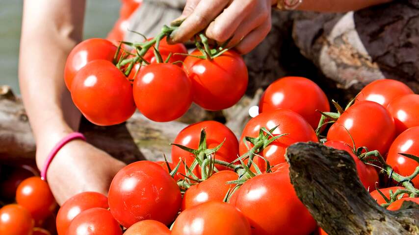 tomaat tomaten