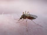 Hoe kiezen muggen hun slachtoffers?