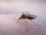 NUcheckt: Word je met lichte kleding minder vaak door muggen gestoken?