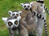 Resten van reuze-lemuren en andere uitgestorven dieren ontdekt in Madagaskar