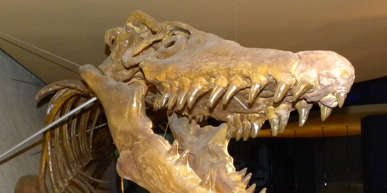 Reusachtig fossiel Maastricht is van Mosasaurus