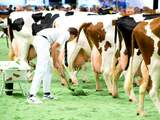 Vrijdag 29 juni: Koeien tijdens de wedstrijd 'Mooiste koe van Nederland' zo'n 250 runderen doen mee aan de Nederlandse Rundvee Maninifestatie in de IJsselhallen. De NRM wordt door vele veehouders ervaren als het koeienfeest van het jaar.
