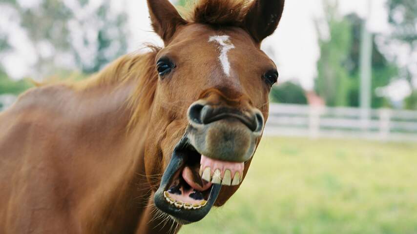 Dierengrapje lachend paard