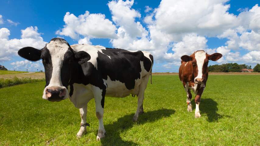 koe koeien lente zomer