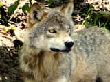 Herintroductie wolven VS zorgt voor bosherstel