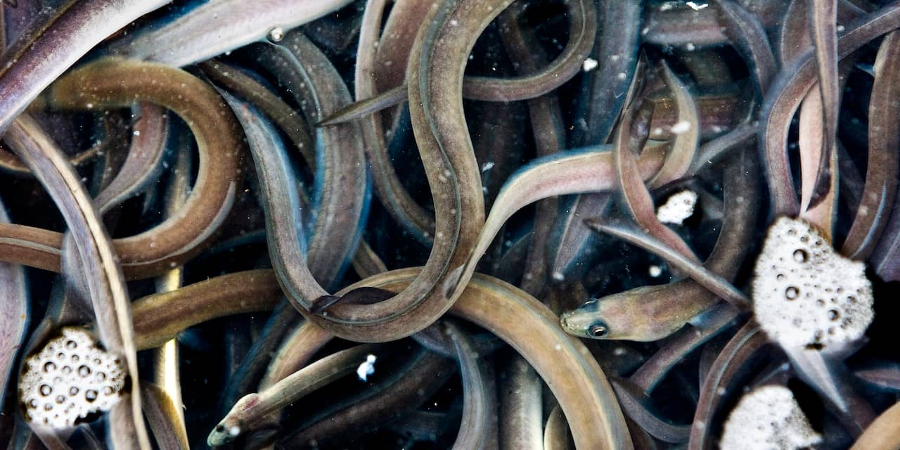 Helft van Nederlandse wateren is niet bereikbaar voor paling