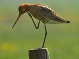 Vogelbescherming: Weidevogels hebben het door droogte nog moeilijker