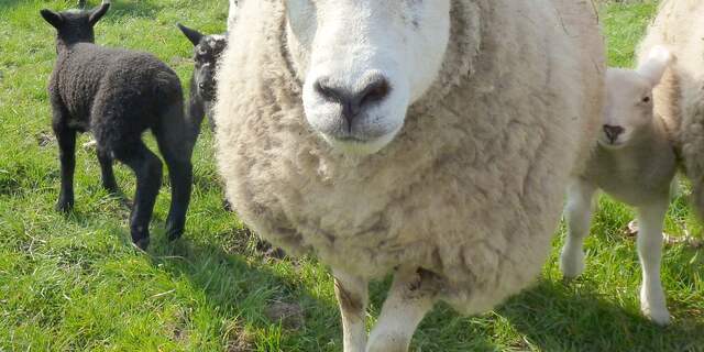Schaap en familie