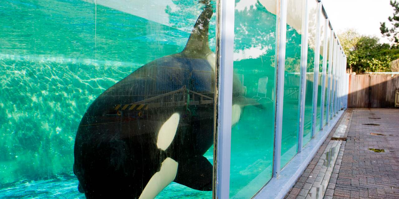 Verhuizing orka Morgan niet onrechtmatig