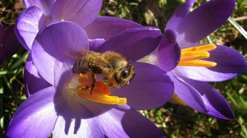 honingbij, bij, bijen, nectar, krokus, krokussen