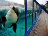 Uitspraak over orka Morgan over zes weken