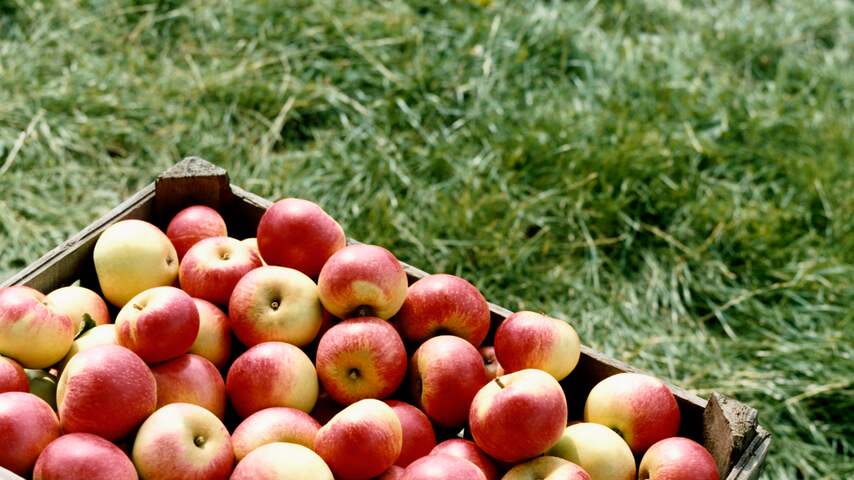 Appels