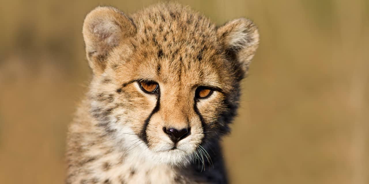 Amerikaanse dierentuin boos op ouders na val kind in cheetahok