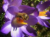 Eerste honingbijen evolueerden in Azië