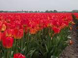 Export is aanjager groei Nederland