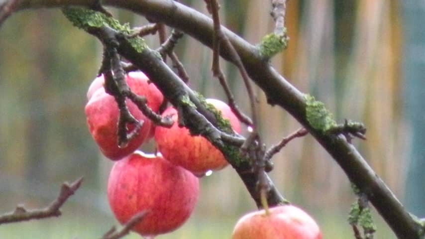 Appels aan de boom met nieuwjaarsdag in Maasbommel