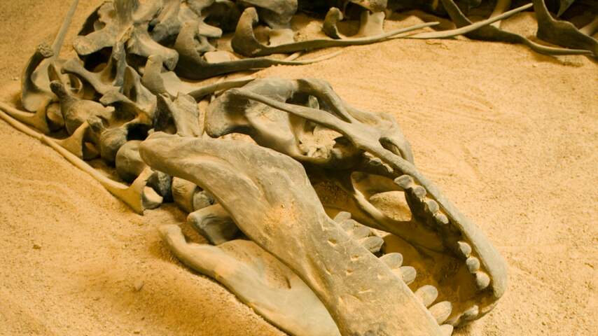 dinosaurussen