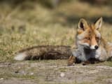 Opnieuw webcams bij vossenburcht