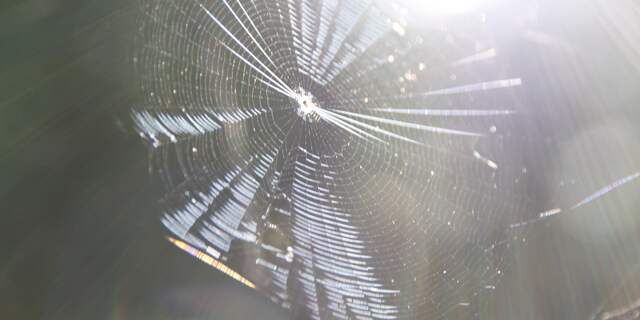 Spinnenweb in Den Haag