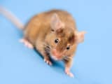 Afsterven hersencellen bij muizen gestopt