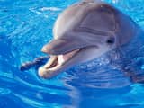 'Dolfijn bekijkt wereld op zelfde manier als mens' 