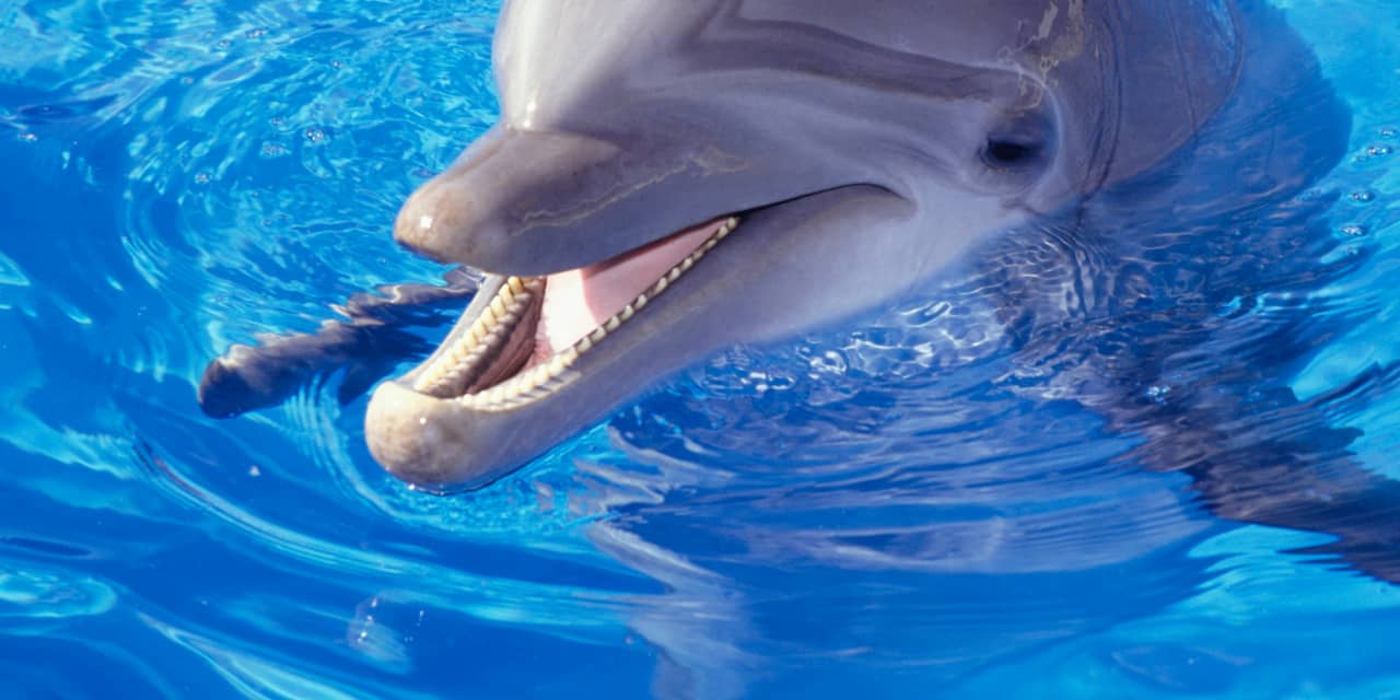 Beruchte Japanse inham wordt dolfijnenpark