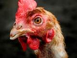 Rotterdams onderzoek vogelgriep mag hervat