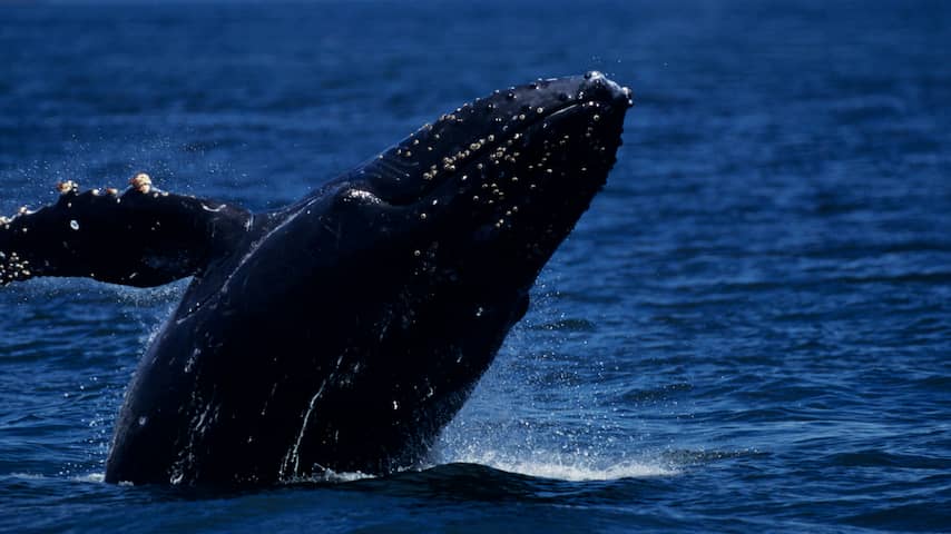 walvis bultrug vinvis