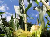 Net geleerd: De reusachtige velden met mais op Goeree-Overflakkee zijn er niet voor de kolven. Het geheel, blad, steel en kolf wordt vermalen tot veevoer.