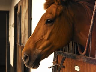 Paard in de gang van crematorium Uden zorgt voor verbazing