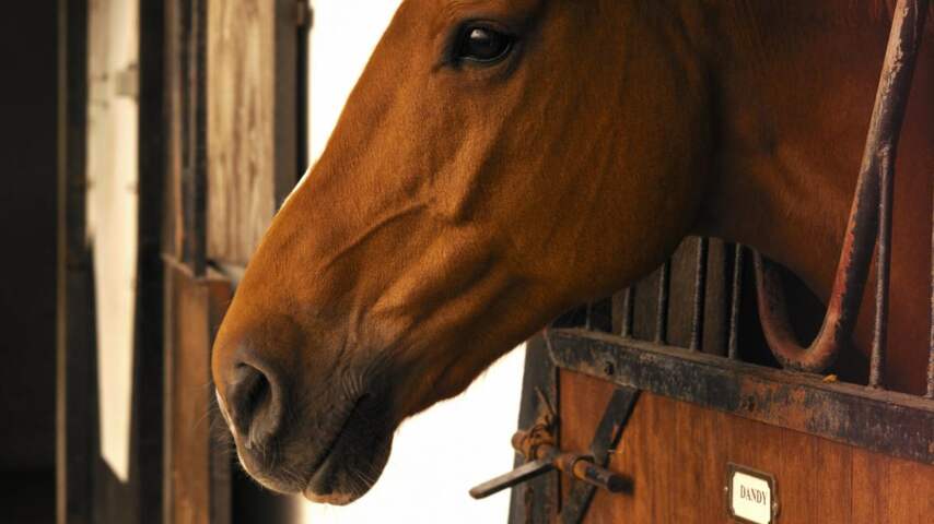 Paard in de gang van crematorium Uden zorgt voor verbazing