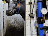 Melkboete van 132 miljoen euro voor Nederland