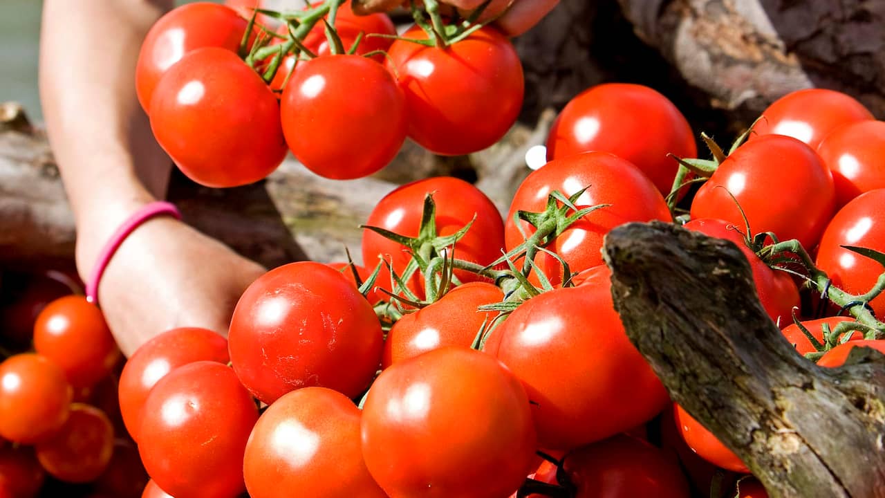 Op maat Pebish Ontstaan Tomaten verbeteren kwaliteit sperma' | Gezondheid | NU.nl