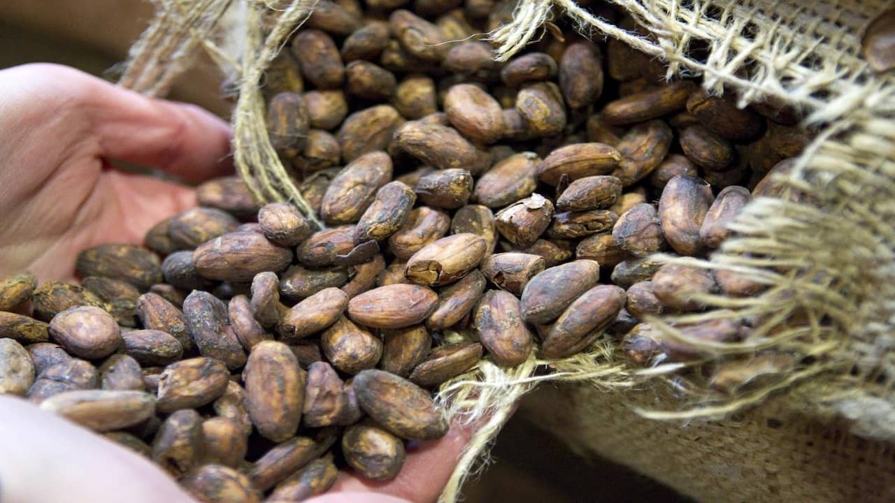 In 2018, the Netherlands was the largest importer of cocoa beans in the