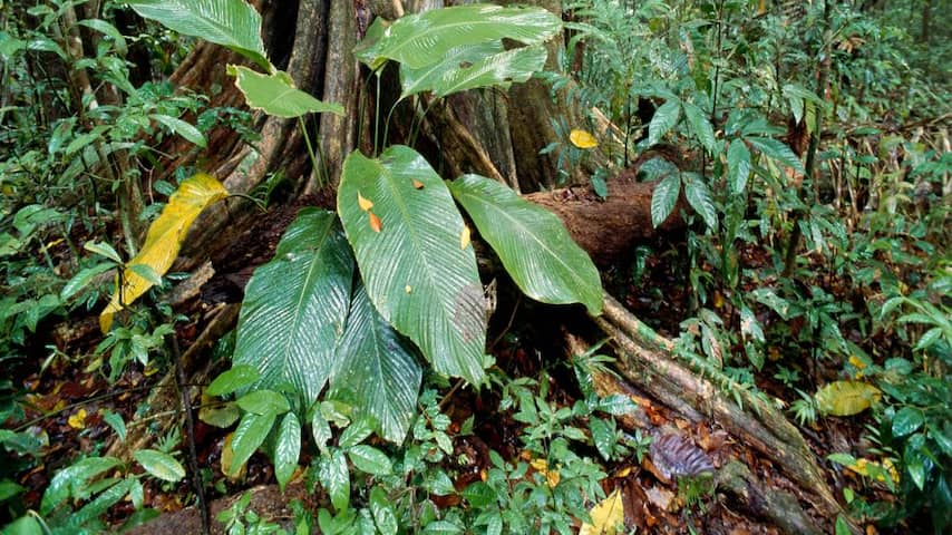 'Multinationals vernietigen regenwoud door foute palmolie'