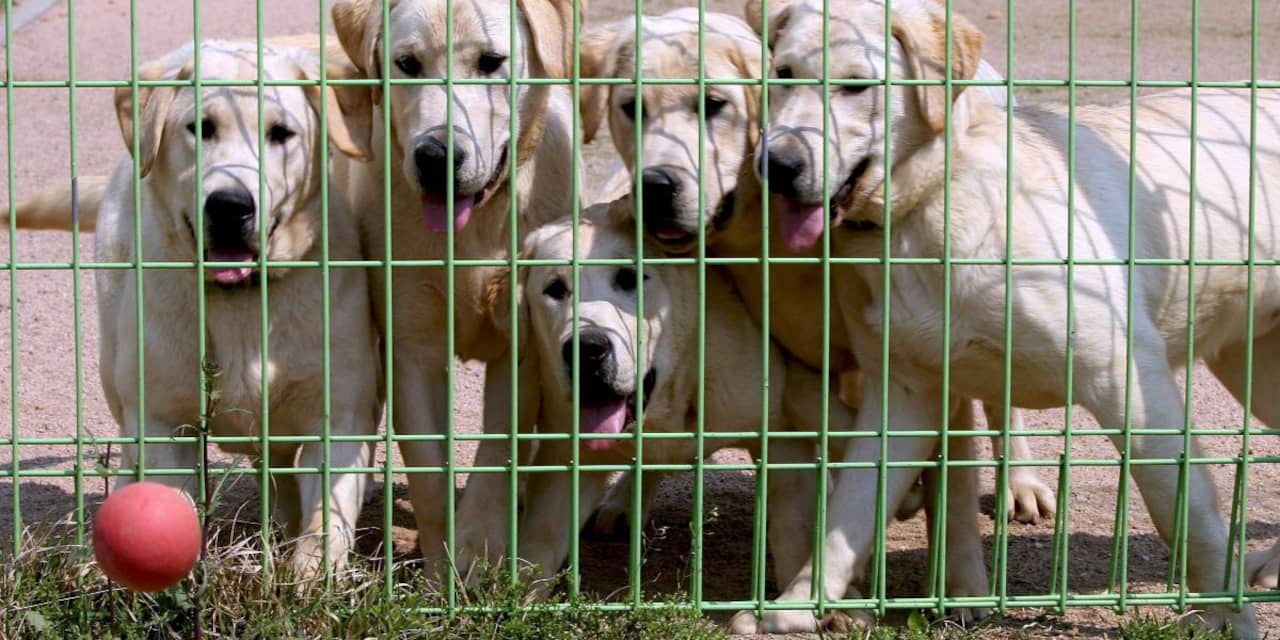 Dierenbescherming moet hondenverkoper betalen