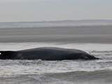 'Zeeuwse' walvis laat zich vermoedelijk opnieuw zien, niet ver van Cadzand