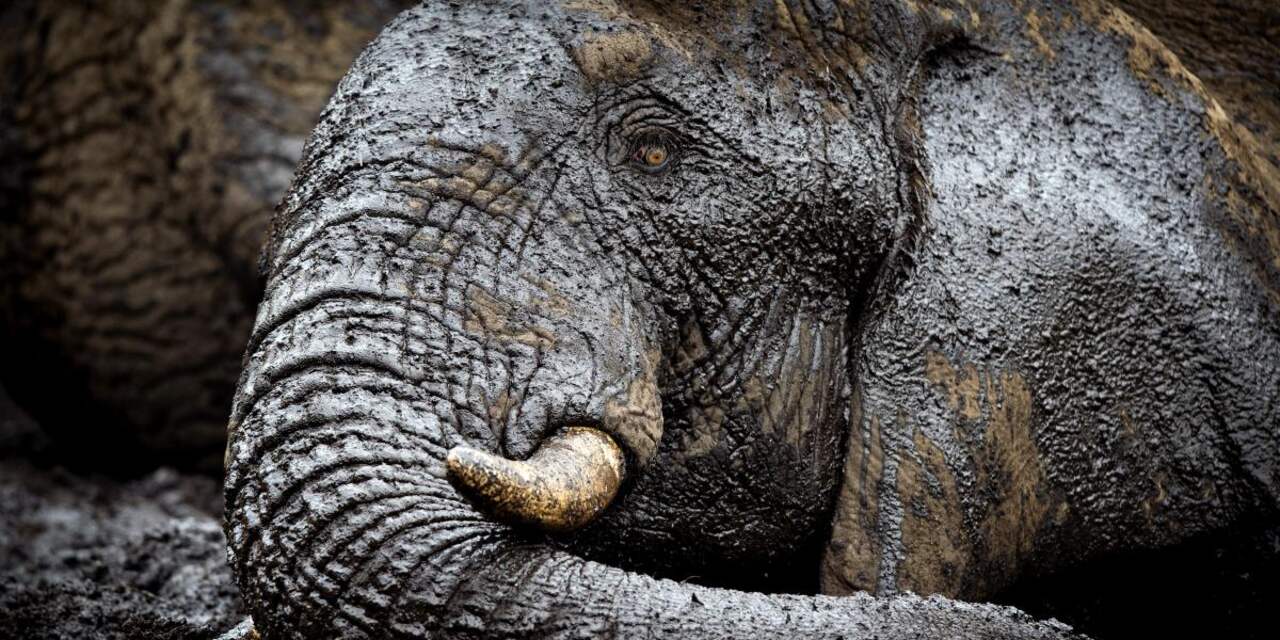 Zeker 26 olifanten gedood in Centraal-Afrikaanse Republiek 