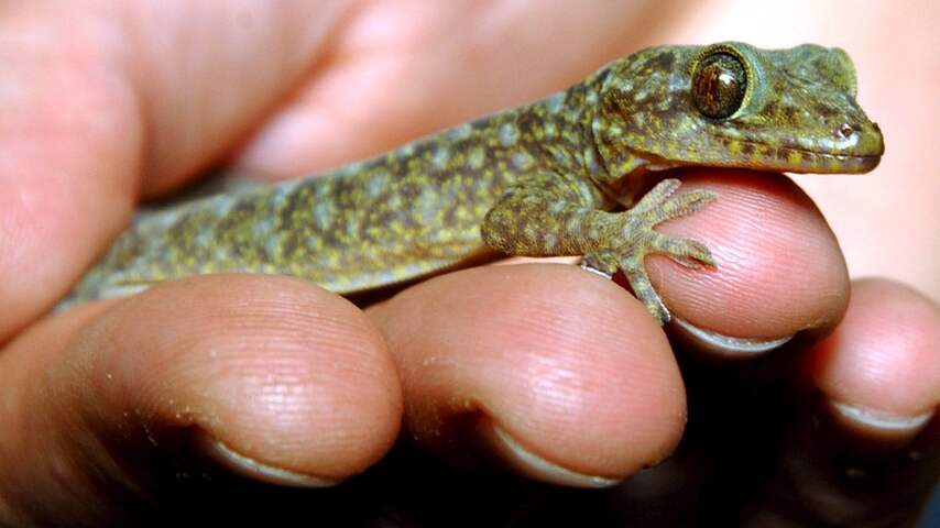 Gekko