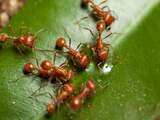 Mieren ontwikkelen groter brein door gespecialiseerd werk