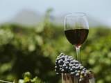 Nederlandse wijn wordt nooit concurrentie voor 'echte wijnlanden'