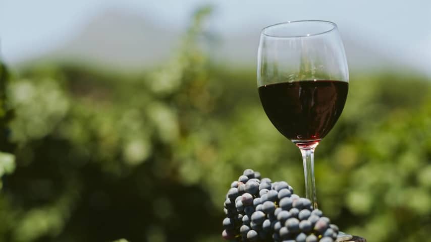 Wijn Wijngaard druiven rode wijn