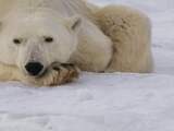 Penis van ijsbeer lijdt mogelijk onder vervuiling van Noordpool