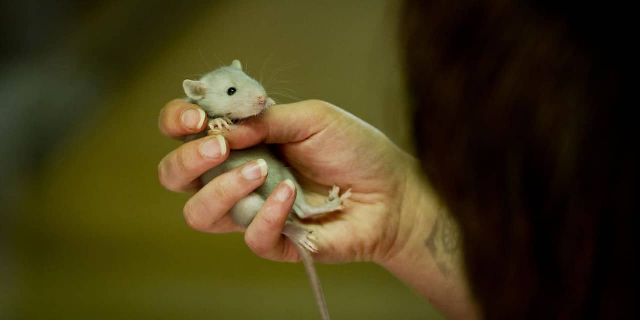 'Ratten voorkomen agressie door aan elkaar te snuffelen' 